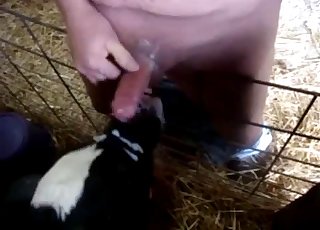 Innocent lamb is sucking my dick with love
