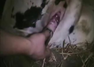 Dude fingering this animal's hole