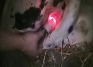 Dude fingering this animal's hole