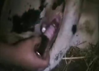 Dude fingering this animal's hole
