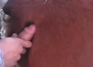 Cute horse getting banged