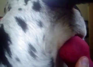 Dalmatian is enjoying anal stimulation
