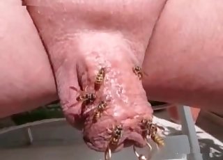 Insects appear in this bestiality video