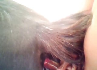 Dude fucking mare's moist hole