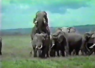 Amazing wild elephants having amazing sex