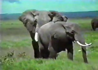 Amazing wild elephants having amazing sex