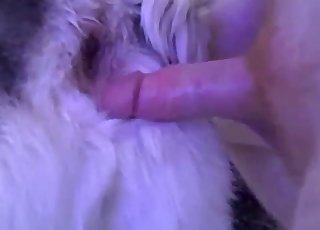 Pulsating dog hole gets fucked by a dude