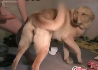 Nasty bestiality sex with a British doggy