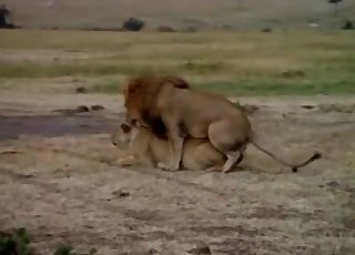 Animal fucking between tigers and horny lions
