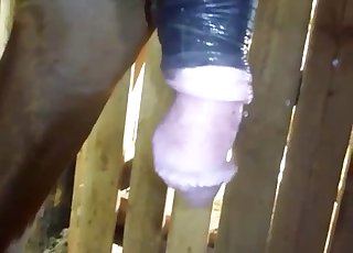 Εντυπωσιακά άλογα γαμάνε σε στυλ σκυλιού