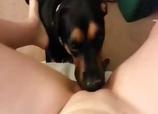 Playful dog licks her little wet cunt on cam