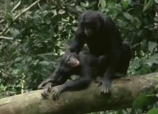 Sweet monkeys have beautiful sex action on the camera