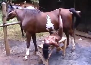 Blowjob for a well-endowed horse