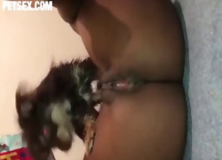 Small puppy licks her little wet cunt in the bedroom
