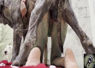 잘생긴 여자가 흥분한 개에게 엿먹힌다