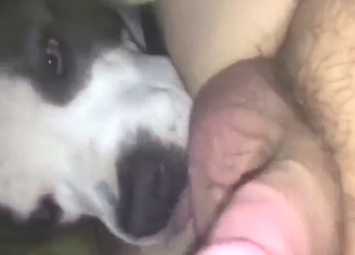 Sexed-up beast is going to tongue that hole