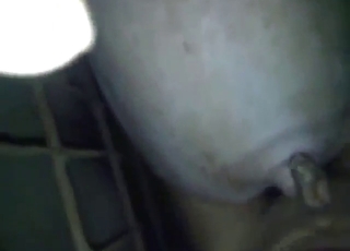 Dude's hard dick slides inside a pig's hot cunt