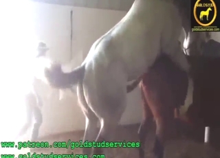 Two animals are going to get each other off