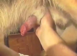 A cute beast is going to enjoy a nice handjob