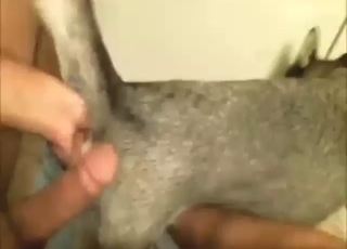 Díry