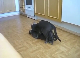 Birbirlerini beceren ateşli kedilerde utanılacak bir şey yok