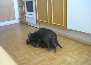 No shame with hot cats that fuck each other