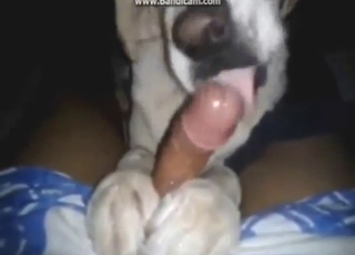 Nice-looking dog cock pleased by a hot dog