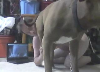 Dude gets to suck off a brown dog's hard dick