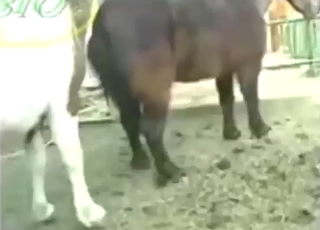 Outdoor zoo sex with sexed-up animals here