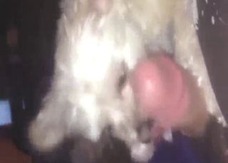 Dog is going to use its tongue for a nice licking