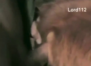 Oversized cock training that beast's hot hole