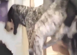 Hot semen collection experience with a beast