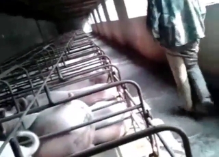 Zoo sex feels closer than ever with a sexy pig