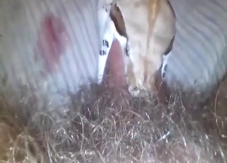 Virkelig intens oralsex med slange som suger