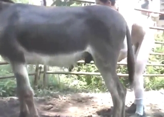 Creepy fuck scene with a DONKEY gaping ass