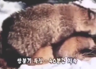 Hot tanuki XXX movie with close-ups that seem wild