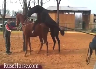 Horse porn movie with animals THRUSTING hard