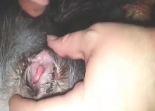 Guy with a nice boner fucking a dog's tight hole