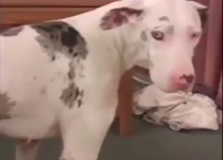 Black vs white zoo sex, it's all about contrasts