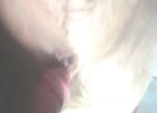 Zoo porn shows a well-hung guy teasing the hole