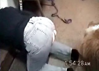 セクシーな女と愛らしい犬の素晴らしい獣姦の楽しみ