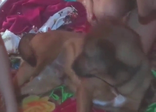 Nice-looking women with sexy bodies fuck dog