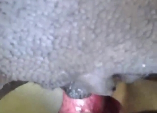 Royal treatment for her pussy from a kinky dog