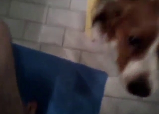 Stunning animal is going to be used by his dick