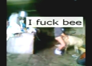 Video chất lượng kém cho thấy một gã quan hệ với cừu có dương vật lớn