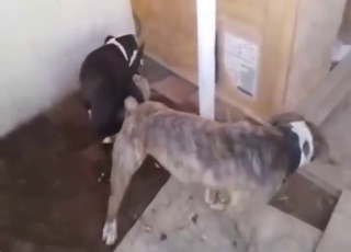 Hard doggystyle sex with a hot Pitbull slut