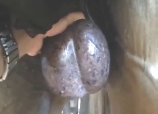 볼 쇼케이스는 동물원 섹스와 잘 어울린다