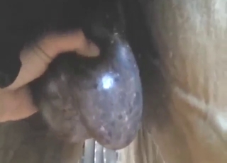 Balls showcase goes along well with zoo fucking