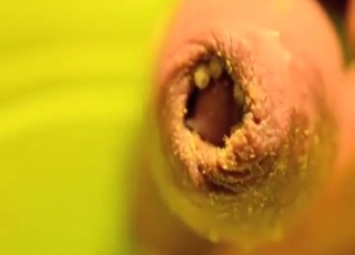 Even zoo sex can get pretty nauseating with maggots