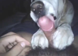 Sexy animal takes a lick and enjoys his dick
